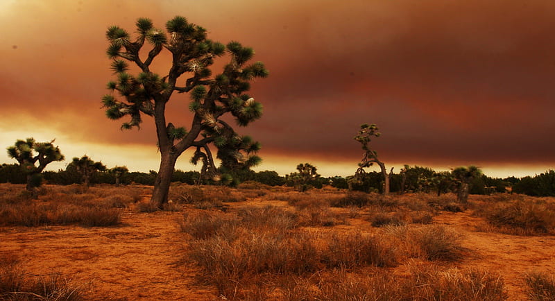 Mojave Desert over the Boundries of California, Nevada, Arizona, Utah, utah, desert, nevada, brown, california, arizona, Mojave, sunset, sky, clouds, tree, green, nature, HD wallpaper
