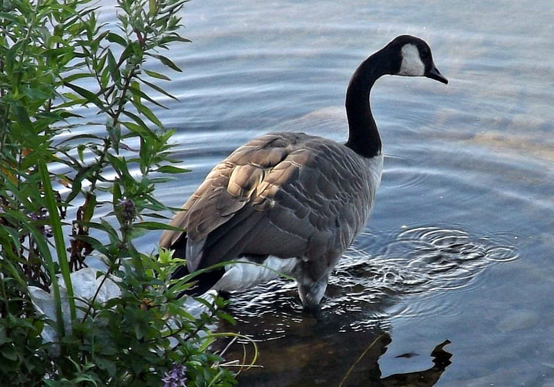 canadian goose, foilage, water, blue, HD wallpaper