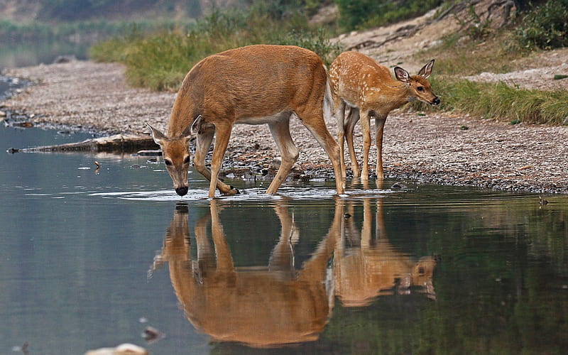 deer, wildlife, autumn, lake, forest inhabitants, white-tailed deer, HD wallpaper