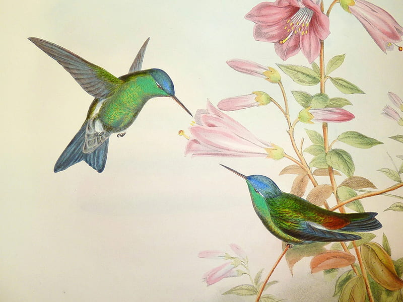 Colibríes, pintura, pasari, flor, colibri, art, luminos, colibrí, verde,  pájaro, Fondo de pantalla HD | Peakpx