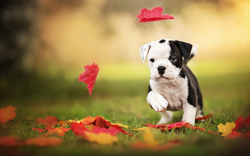 English Bulldog, puppy, autumn, bokeh, pets, running dog, English Bulldog Dog, cute animals, HD wallpaper