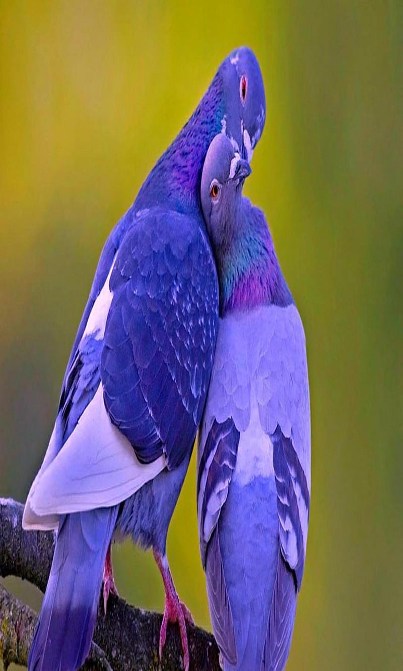 Love bird kissing, bonito, cute, look, nice, HD phone wallpaper
