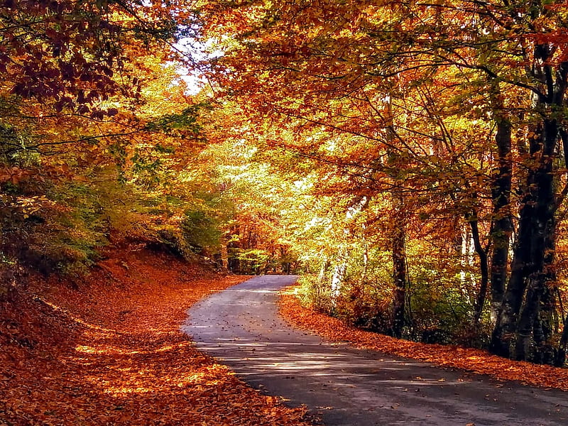 Beautiful alley Autumn, Trees, Autumn, Oak, Road, HD wallpaper