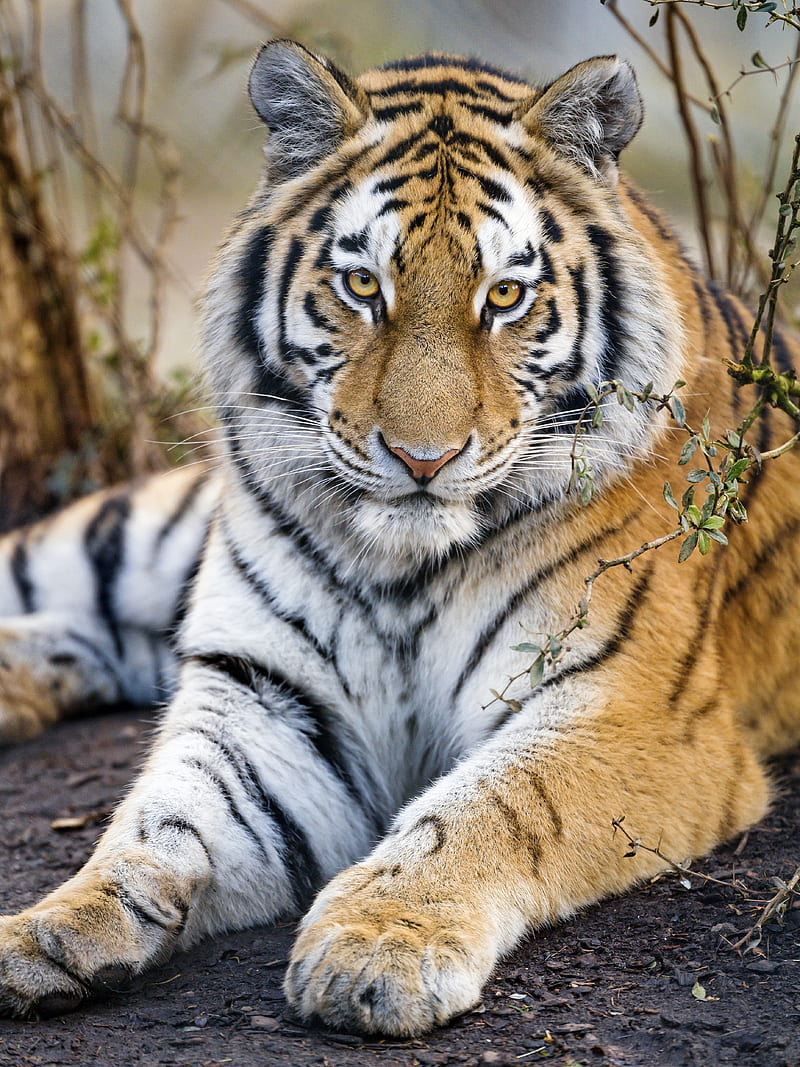 tiger, predator, muzzle, big cat, glance, paws, HD phone wallpaper