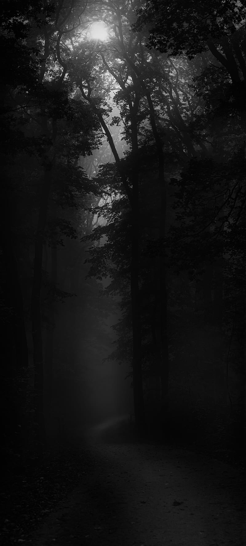 Lake, tree, lonely, dark, gloomy, bw, HD phone wallpaper | Peakpx