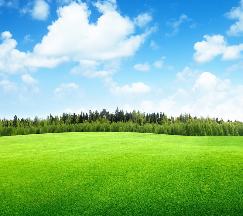 Green field, clouds, forest, grass, landscape, nature, sky, HD wallpaper