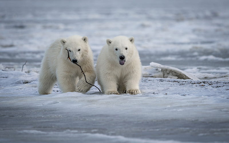 polar bears, winter, snow, wildlife, white bears, predators, HD wallpaper
