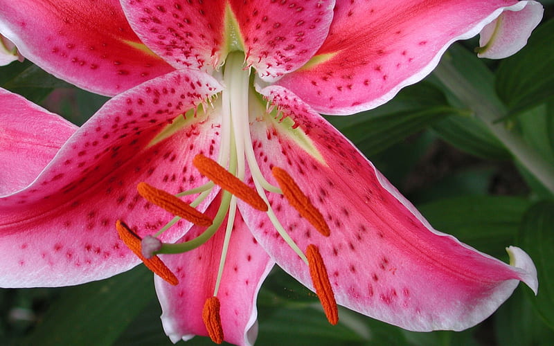 StarGazer. jpg, lily, smellsweet, pink, stargazer, HD wallpaper