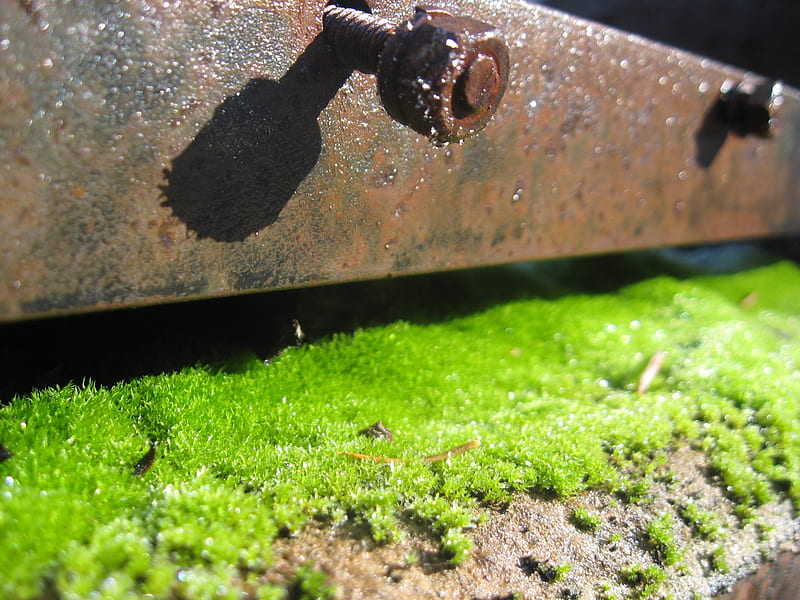 rust and moss, shadow, screw, moss, rust, HD wallpaper