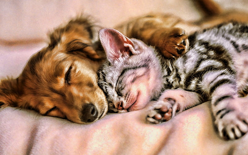 kitten and puppy, dachshund, friends, gray cat, cats, pets, dachshund dog, friendship, HD wallpaper