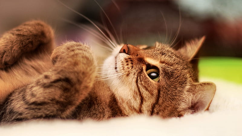 Cool Cat F, pet, feline, graphy, wide screen, cat, animal, HD wallpaper ...