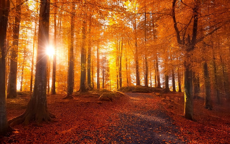 autumn forest, trees, yellow leaves, autumn, sunset, HD wallpaper
