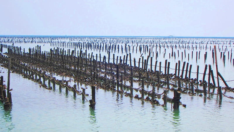 Oyster aquaculture wooden stand, Oyster aquaculture, raising oyster, sea, wooden stand, HD wallpaper