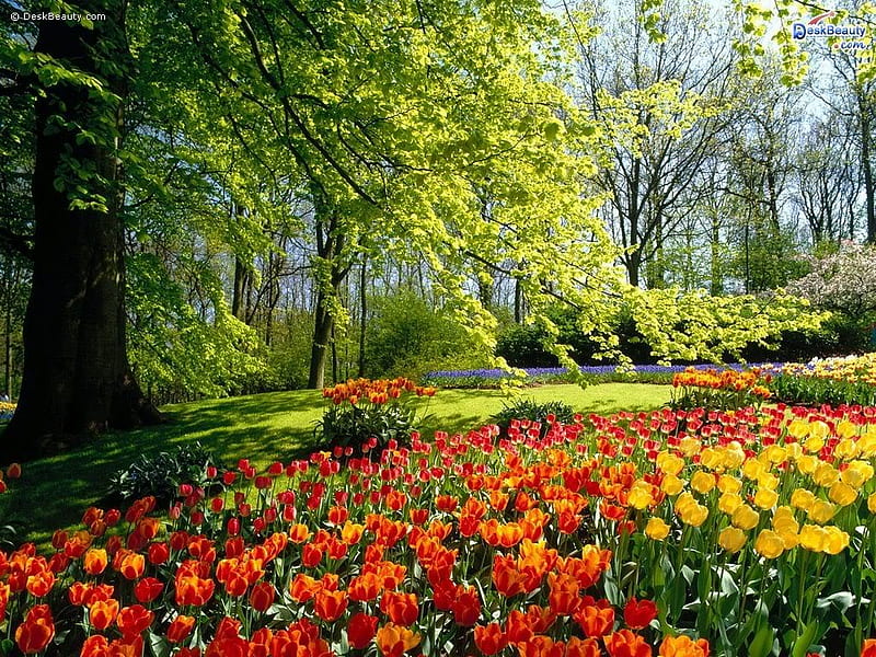 Flower Bed, flower, forest, tree, nature, HD wallpaper