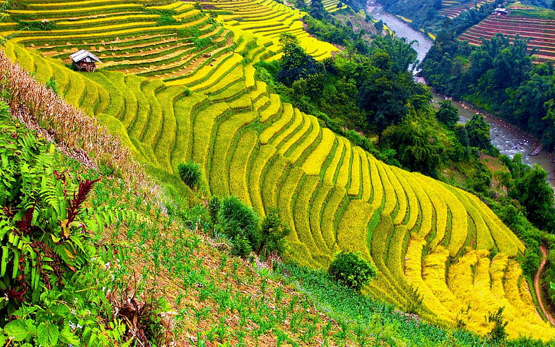 Những cánh đồng trà tuyệt mĩ nằm trải dọc vùng núi đồi Bắc Bộ Việt Nam. Các hàng trà lớn nhỏ tạo thành những bậc thang đầy màu sắc đến mê hồn. Làm việc trên cánh đồng trà, giữa thiên nhiên thanh bình sẽ là trải nghiệm tuyệt vời để thư giãn và tìm lại sự cân bằng.