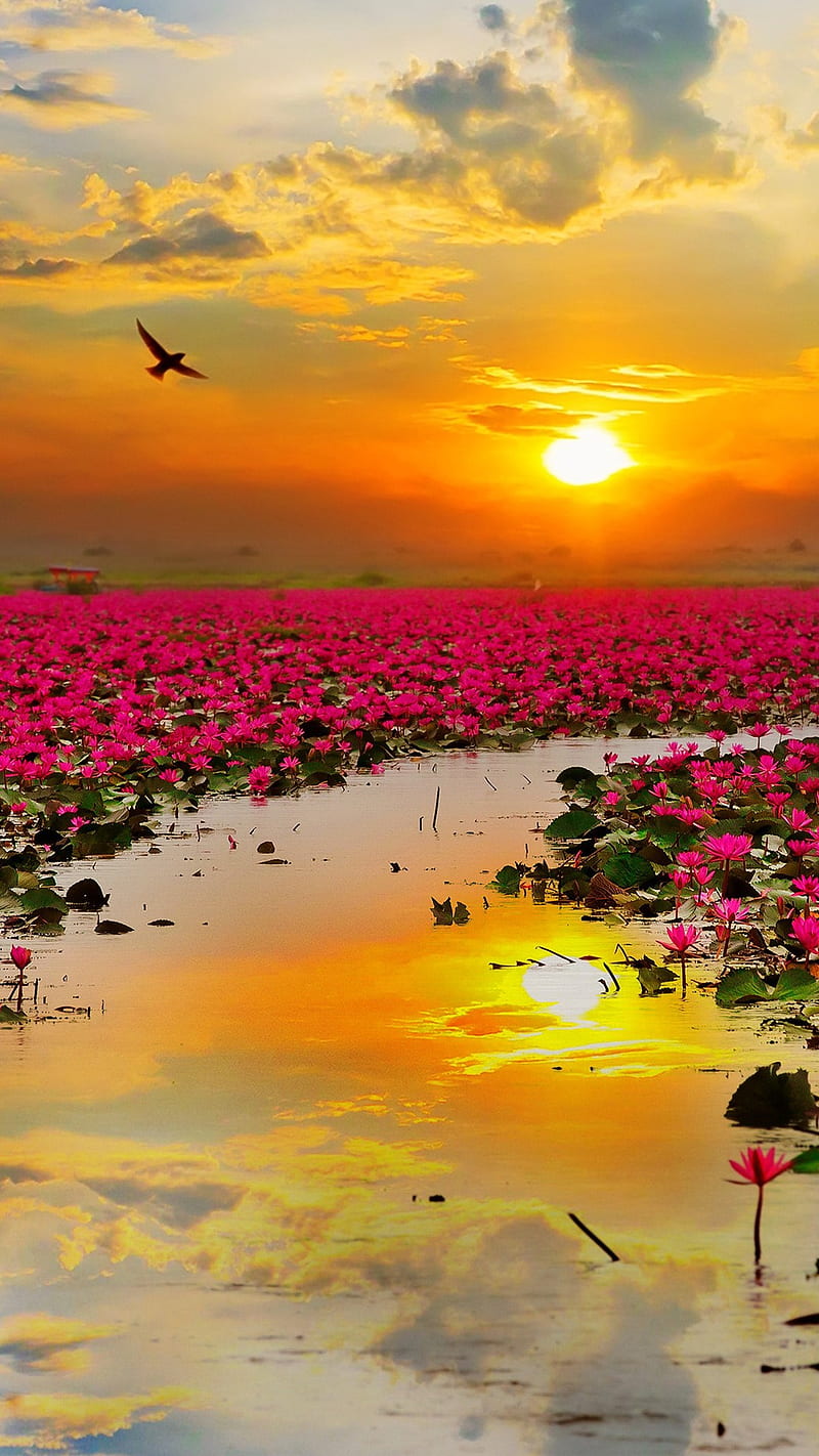 lotus flowers, bird, clouds, lake, nature, sky, sun, HD phone wallpaper