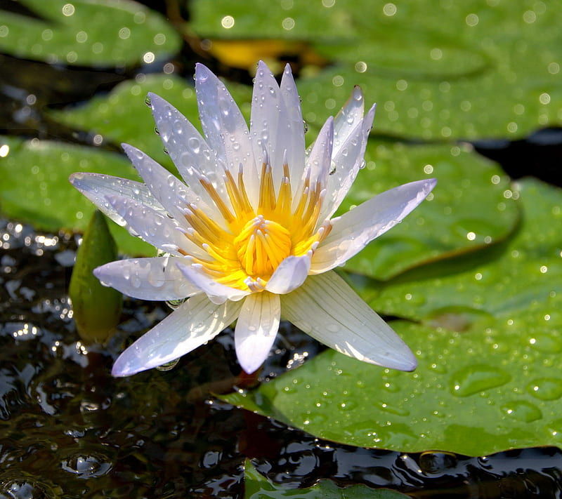 Water Lily, drops, flower, leaves, pond, HD wallpaper