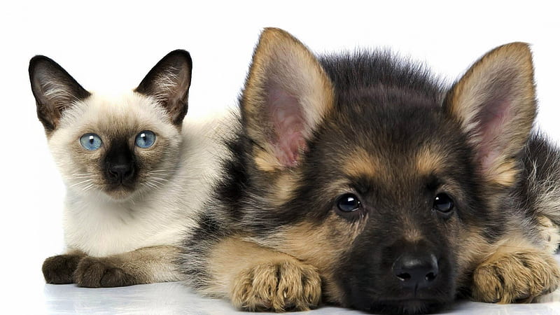 Black Brown Dog And Blue Eyes White Black Cat In White Background Cats And Dogs, HD wallpaper