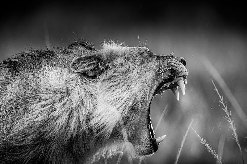 Cats, Lion, Black & White, Wildlife, predator (Animal), HD wallpaper