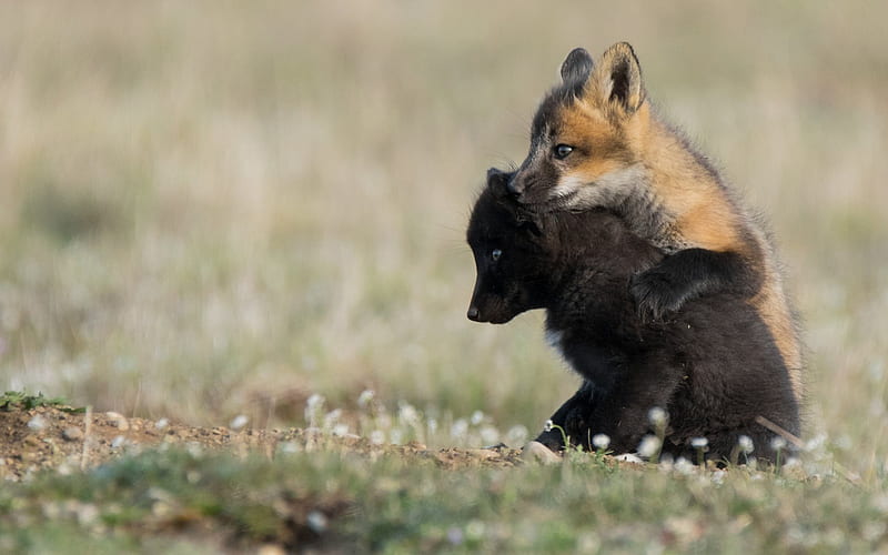foxes, little foxes, wildlife, field, black fox, fox, HD wallpaper