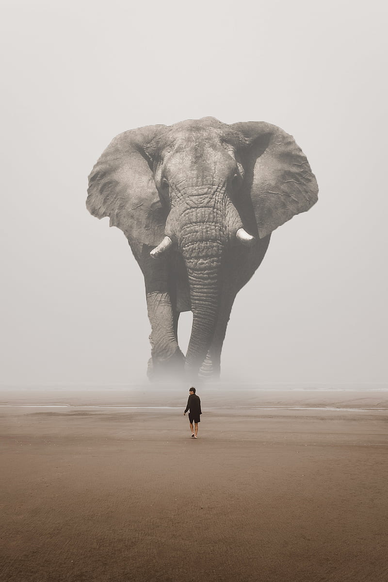 ELEPHANT, SHERIF, animal, big, desert, fog, high, love, man, walk, HD phone wallpaper