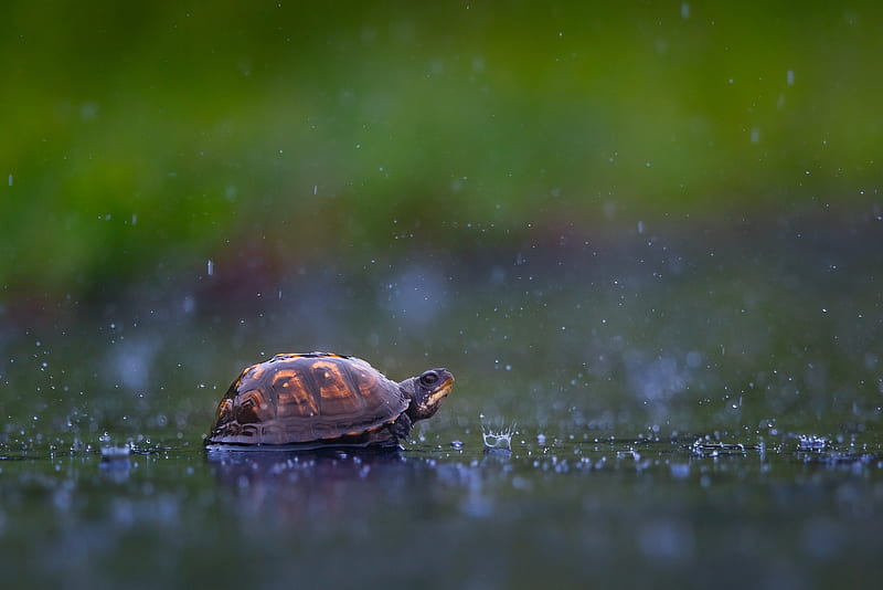 Turtle, Drops, Water, Snail, rain, HD wallpaper