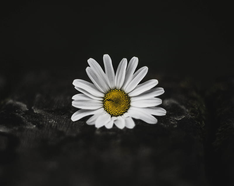 selective color of white daisy, HD wallpaper