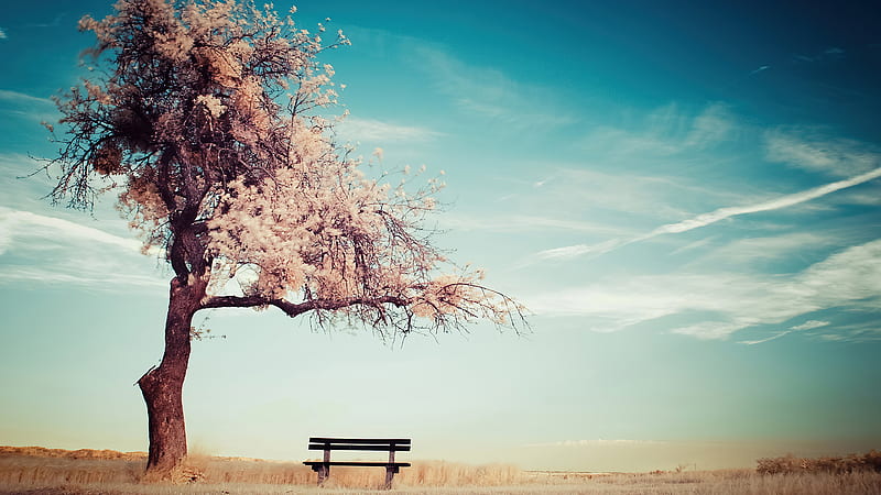 Clear Blue Sky Under Winter Tree Bench Nature, HD wallpaper