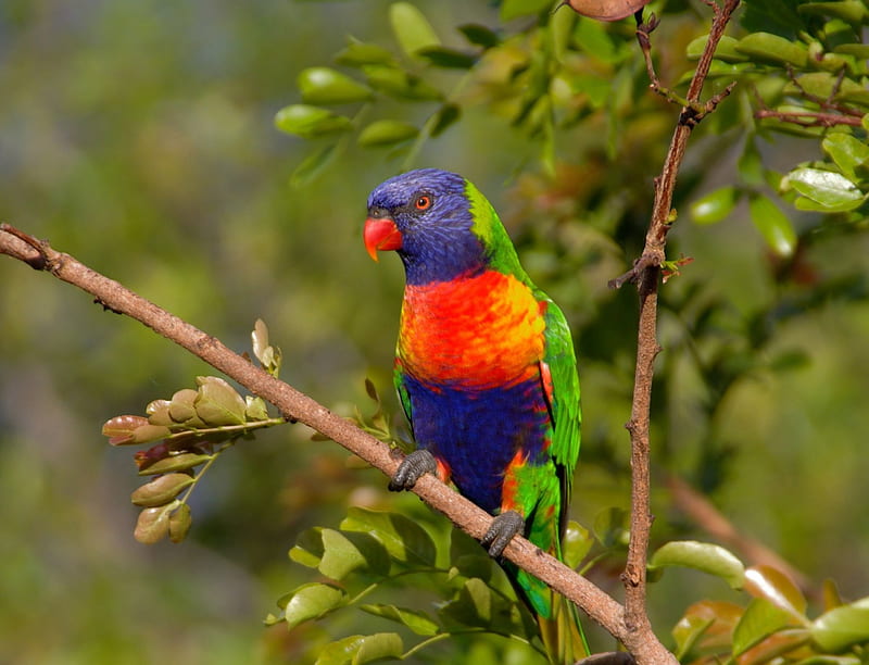 Rainbow Lorikeet, parrot, coloful, animal, HD wallpaper