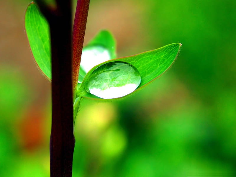 drops branch-Plant close-up, HD wallpaper