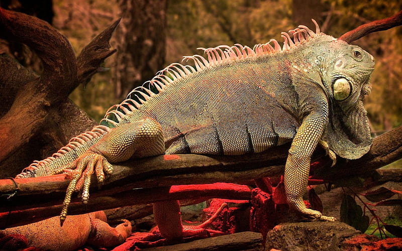 Nice Iguana-Animal selection, HD wallpaper