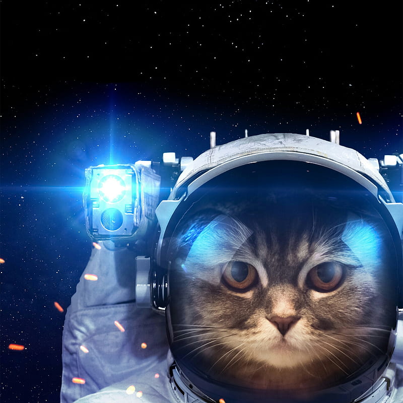 SPACE CAT, cats, kitten, HD phone wallpaper