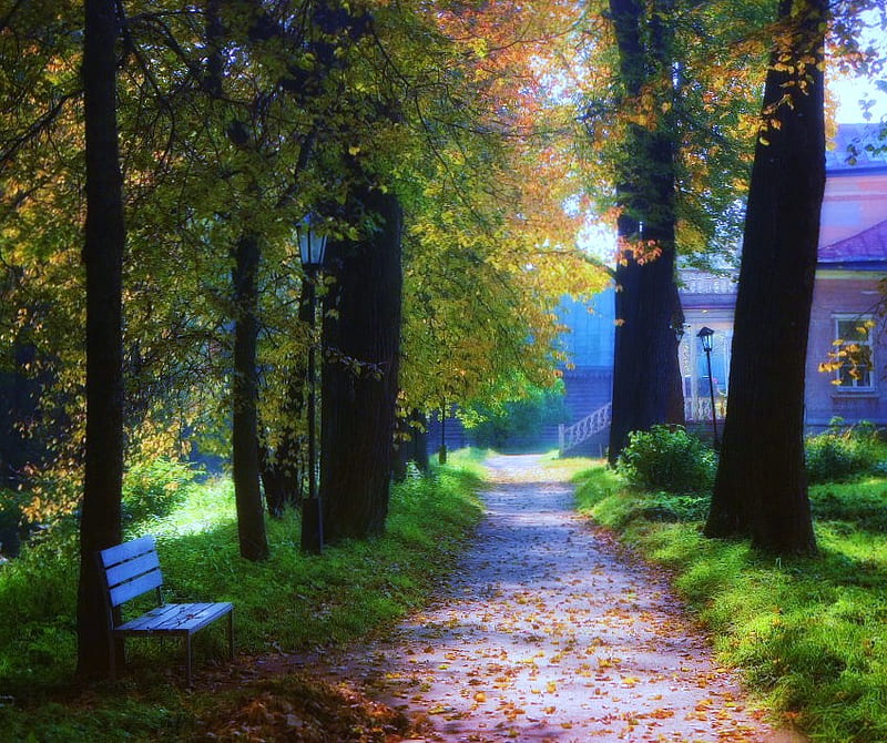 A little resting place, forest, house, bench, path, resting spot, sunny, trees, HD wallpaper