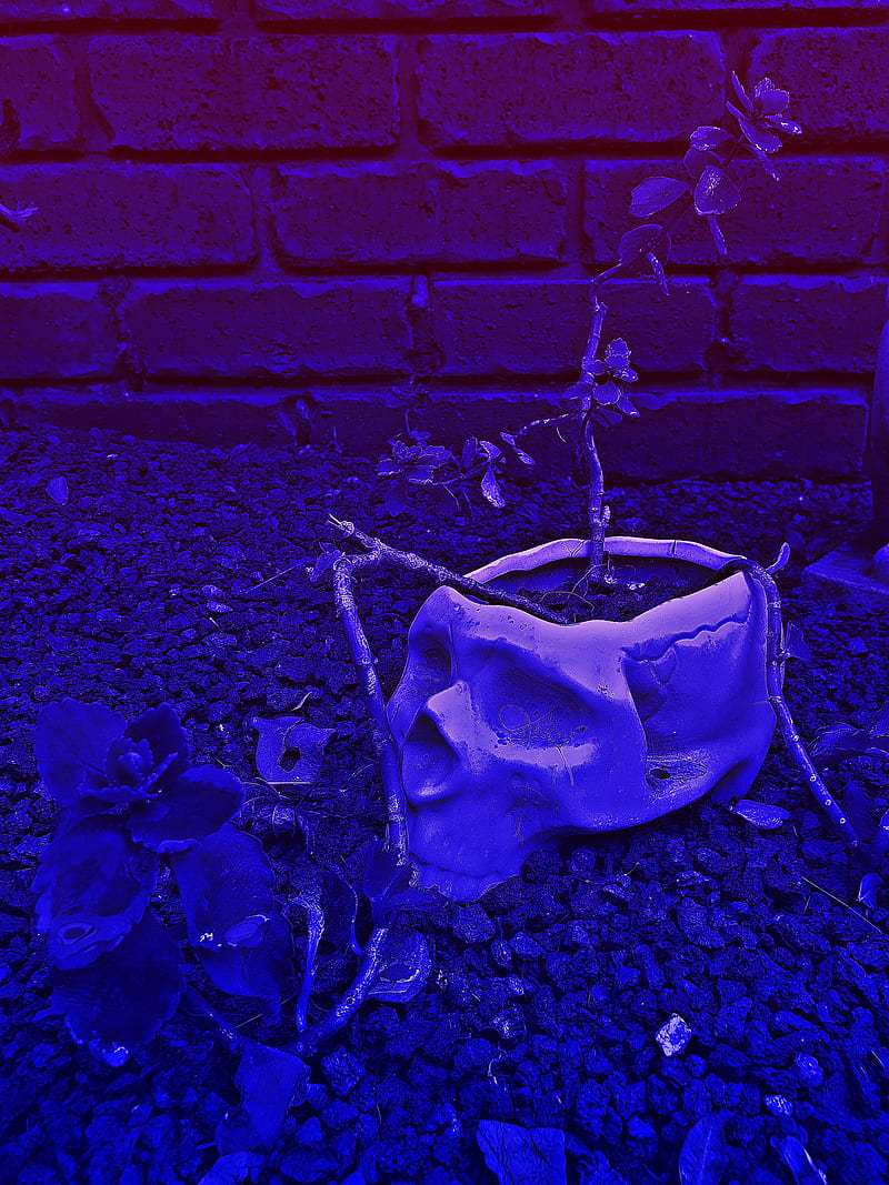 Skull plant, aesthetic, blue, brick, cool, dead, garden, plant, purple, skull, HD phone wallpaper