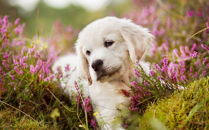 Golden Retriever, flowers, labrador, puppy, dogs, pets, cute dogs, Golden Retriever Dog, HD wallpaper
