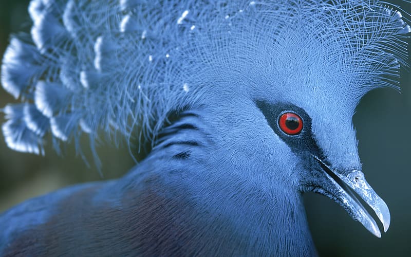 Birds, Animal, Victoria Crowned Pigeon, HD wallpaper