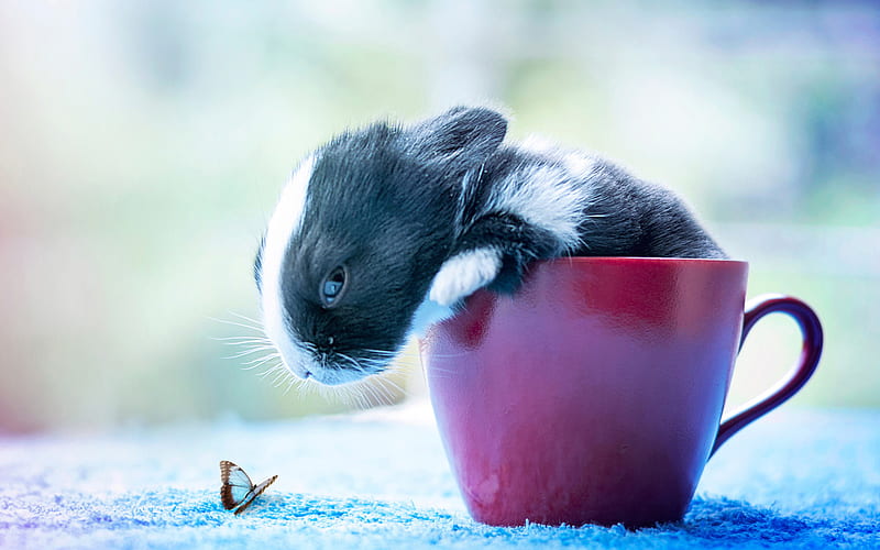 rabbit, cute animals, insects, butterfly, funny animals, rabbit in cup, HD wallpaper
