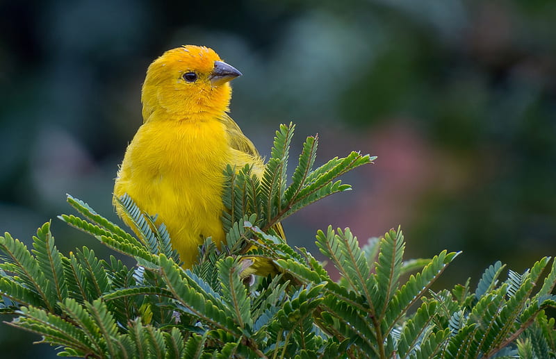 Canary, canar, bird, green, yellow, pasari, fir, HD wallpaper