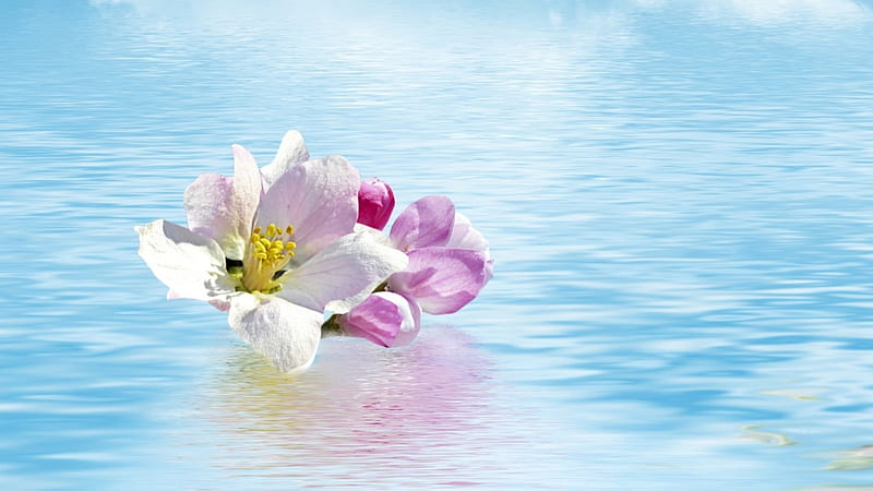 Fallen Blossom, apple blossom, sakura, spring, lake, cherry blossom, pond, water, ripples, blooms, pink, Firefox Persona theme, HD wallpaper