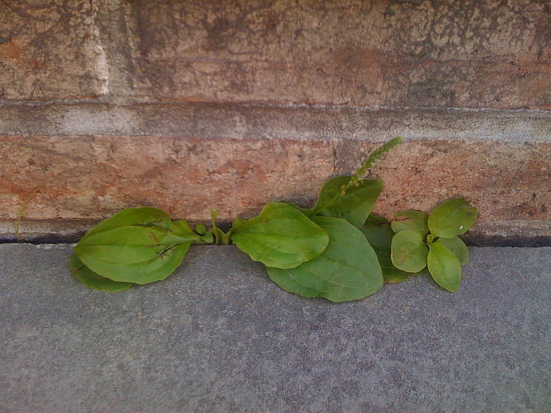 Urban Plants, green, plants, urban, nature, leafs, HD wallpaper