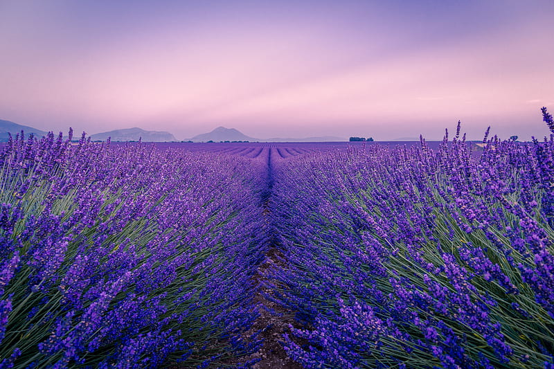 lavender, field, flowers, bloom, horizon, distance, HD wallpaper