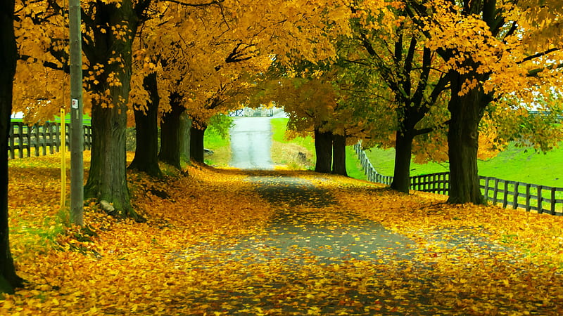 Road With Yellow Leaves Between Autumn Leafed Trees With Fence Nature, HD wallpaper