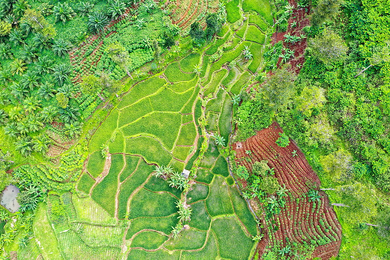 indonesia, agriculture, green area, field, Landscape, HD wallpaper