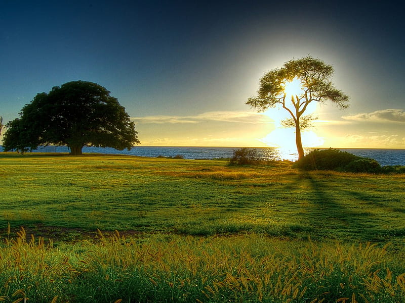 árbol luminoso, árbol, encantador, amanecer, iluminado, paisaje, Fondo de  pantalla HD | Peakpx