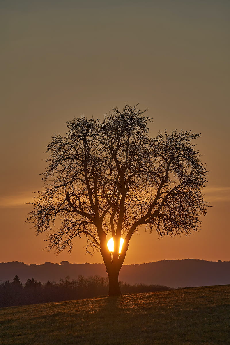tree, sun, sunset, bushes, HD phone wallpaper