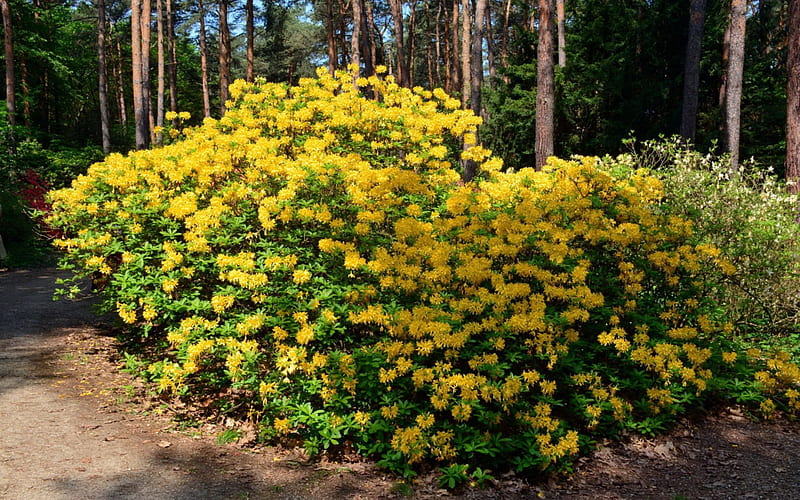 Yellow rhododendron, forest, lovely, yellow, bonito, park, trees, bush, rhododendron, summer, flowers, path, garden, HD wallpaper