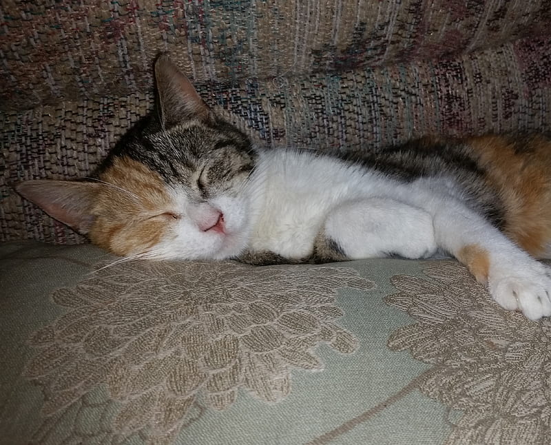Sleepytime kitten, calico kitten, kitten, kitten sleeping, HD wallpaper