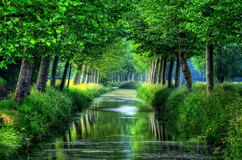 Beautiful Grove And Canal, green, grass, canal, Belgium, river, trees, HD wallpaper