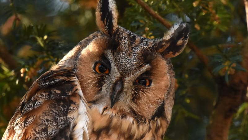 Long-Eared Owl, ears, eyes, night, raptor, HD wallpaper