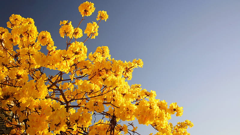 Hãy chiêm ngưỡng vẻ đẹp tự nhiên tuyệt đẹp của những chiếc hoa vàng trên nền trời xanh HD. Hình ảnh này sẽ mang lại cho bạn cảm giác thoải mái và thư giãn.